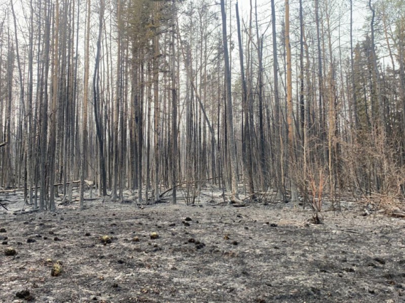 Burnt trees and a small clearing.