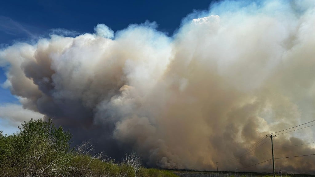 A picture of wildfire smoke covering a blue sky with trees and other foliage in the foreground.