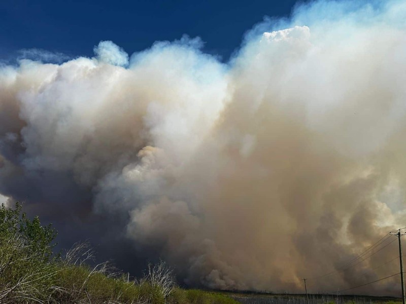 A picture of wildfire smoke covering a blue sky with trees and other foliage in the foreground.