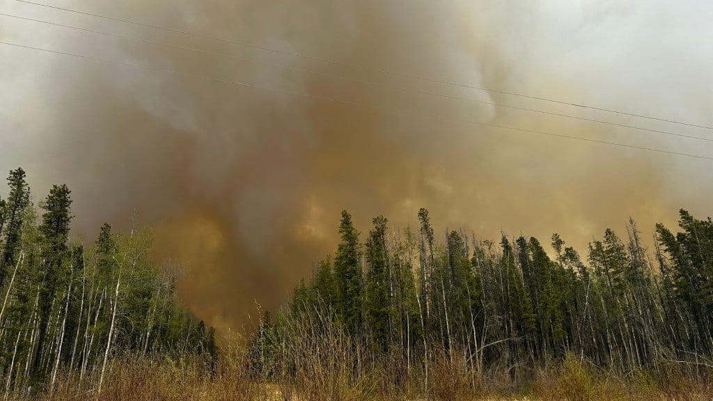 A picture of trees in front of a large, dark cloud of wildfire smoke.