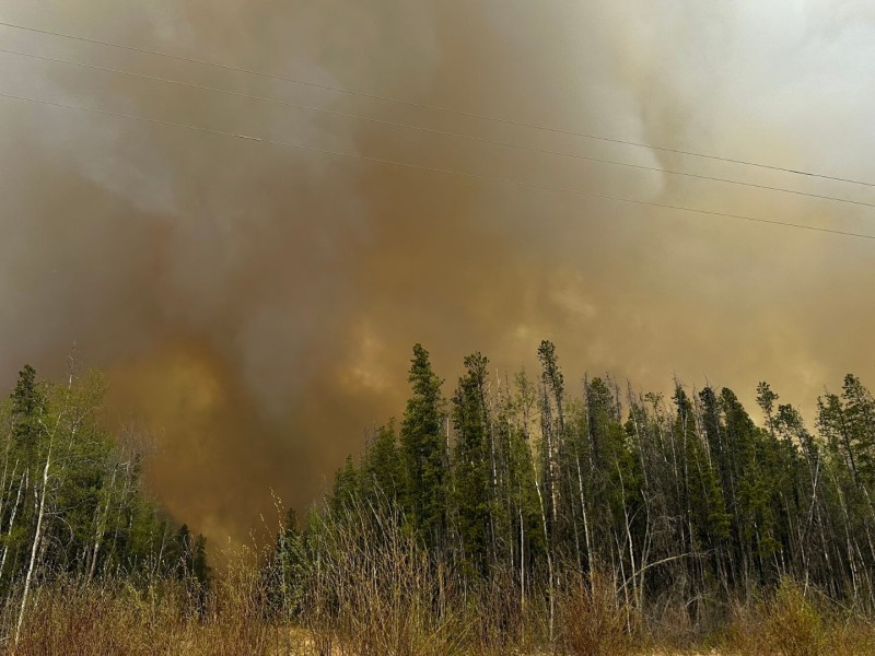 A picture of trees in front of a large, dark cloud of wildfire smoke.