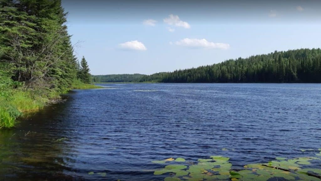 A picture of water surrounded by forest with lily pads in the foreground.