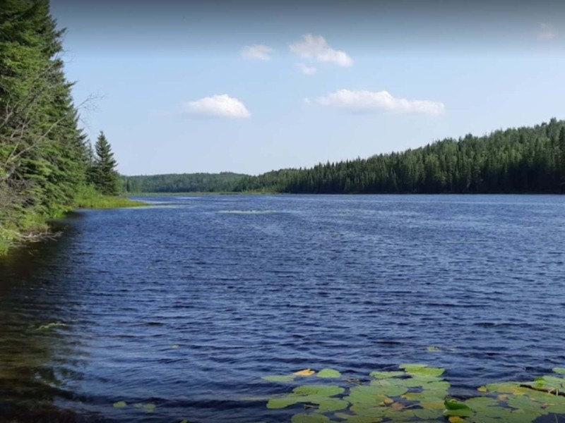 A picture of water surrounded by forest with lily pads in the foreground.