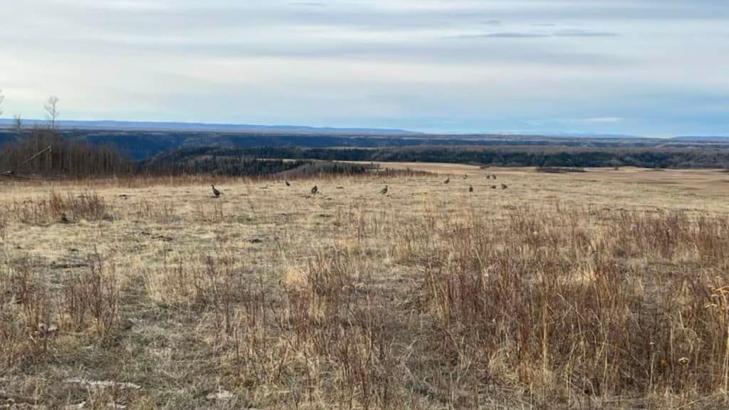 A picture of dry grasslands in north east B.C. with sharp tail grouse in the grass.