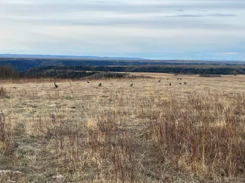 A picture of dry grasslands in north east B.C. with sharp tail grouse in the grass.
