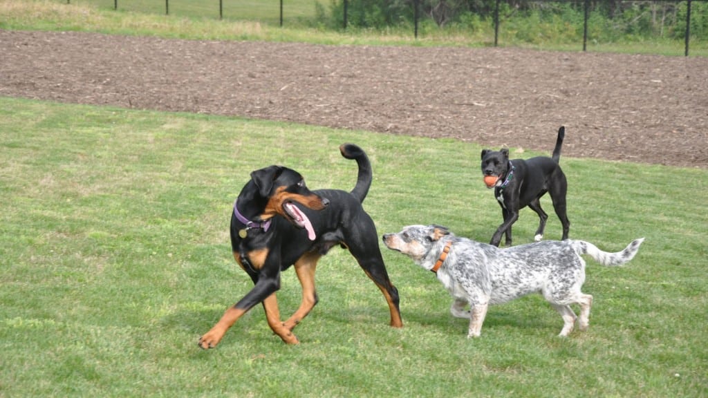 A picture of three dogs playing in an off-leash dog park.