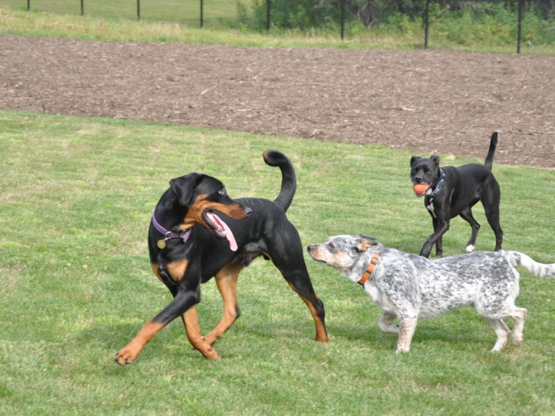 A picture of three dogs playing in an off-leash dog park.