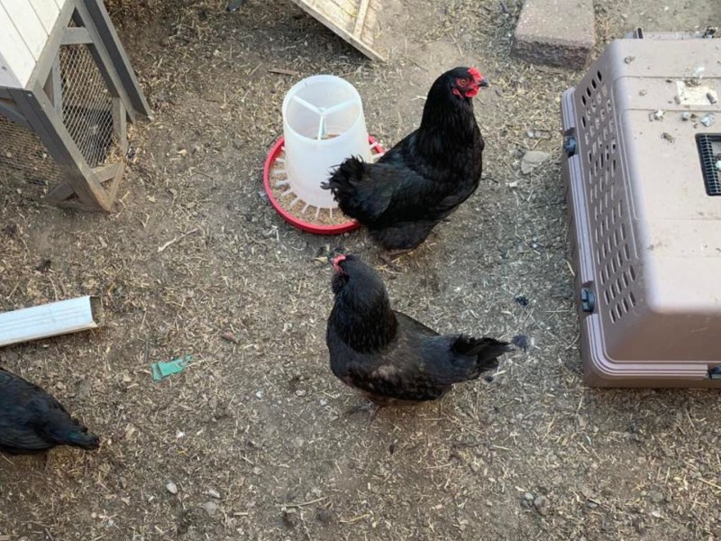 Black chickens in a small enclosure with food and water.