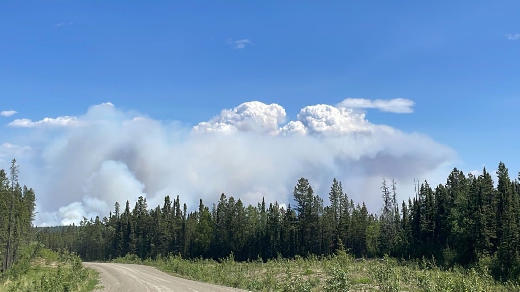 A picture of a dirt road through spruce trees with wildfire smoke behind it and a clear blue sky above the smoke.
