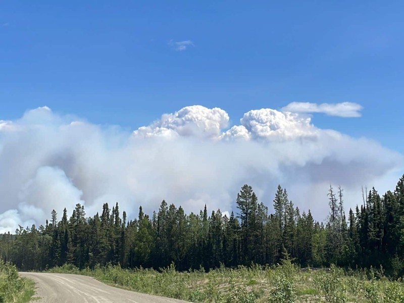 A picture of a dirt road through spruce trees with wildfire smoke behind it and a clear blue sky above the smoke.