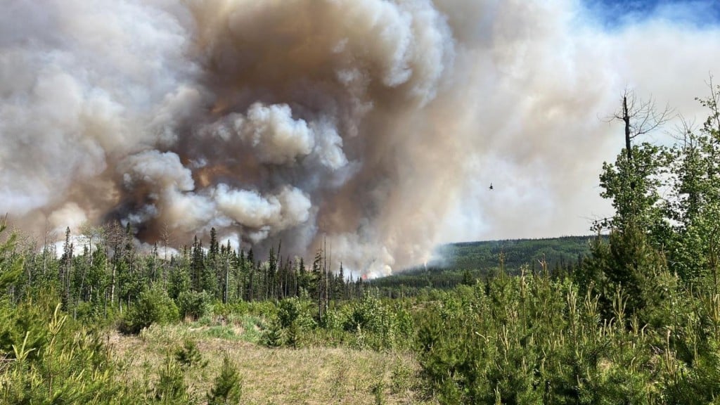 A picture of a forest in front of a thick cloud of wildfire smoke.