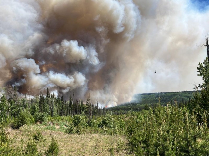 A picture of a forest in front of a thick cloud of wildfire smoke.