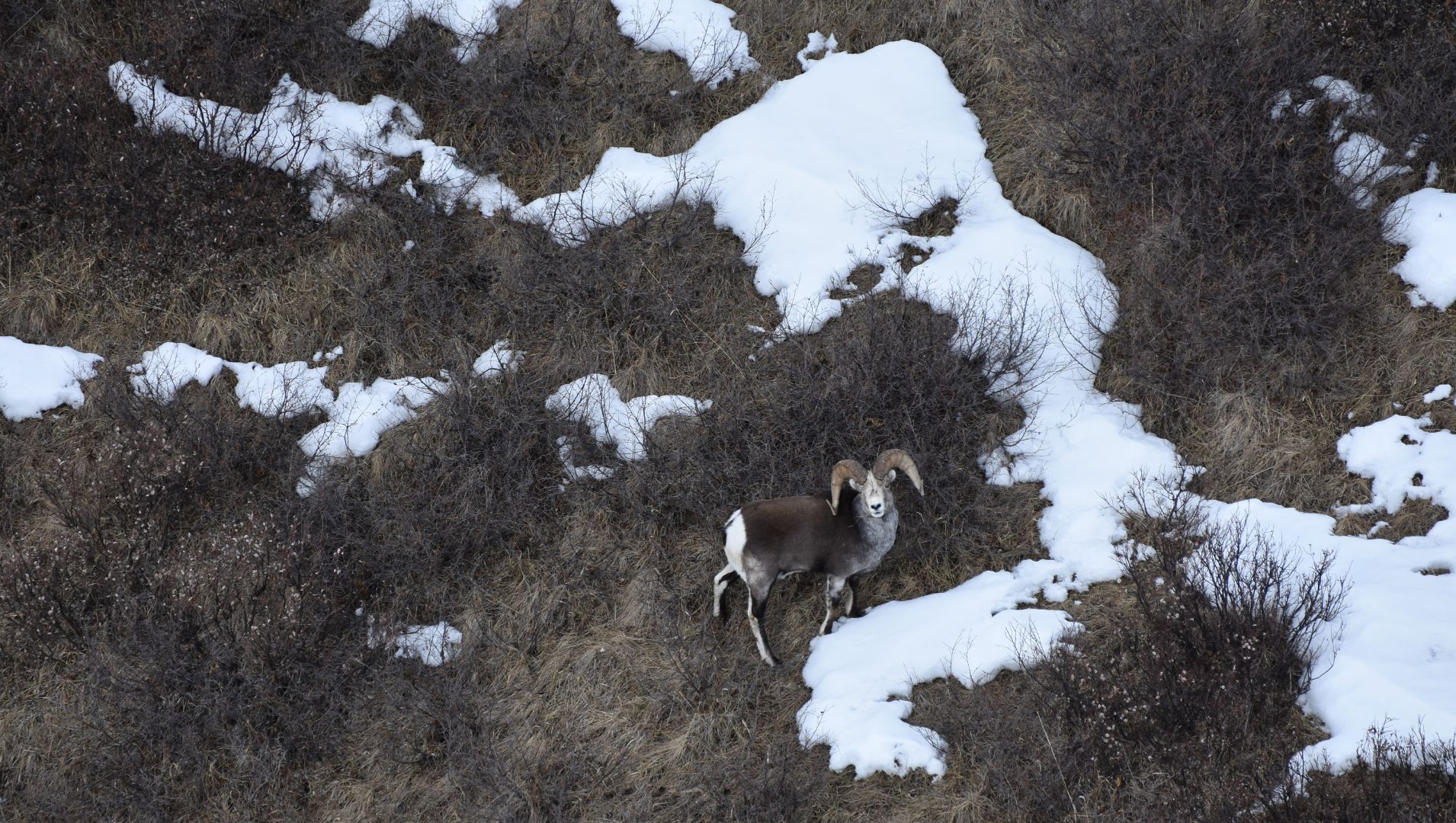 B.C. government to keep antlers and hide after decision overturned in guided hunt case