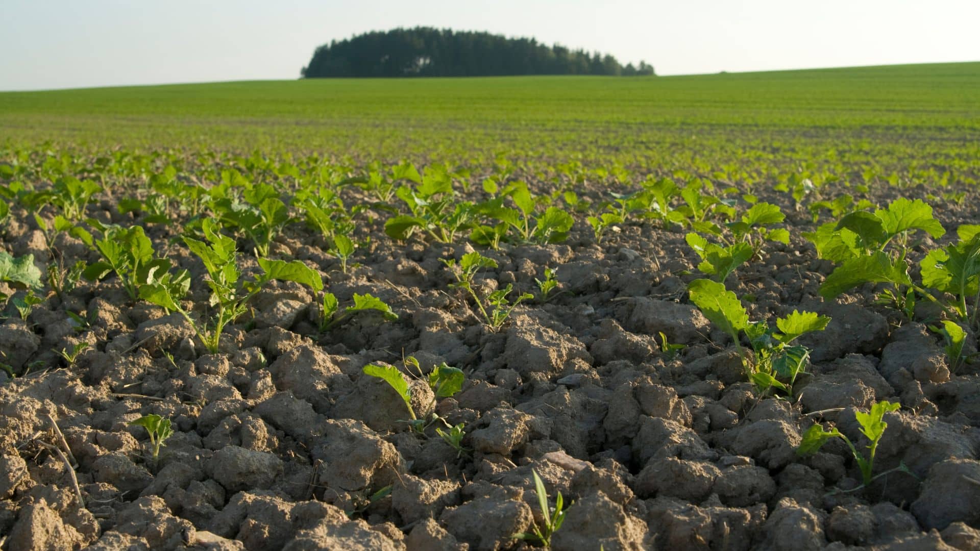 A field of young canola plants growing.