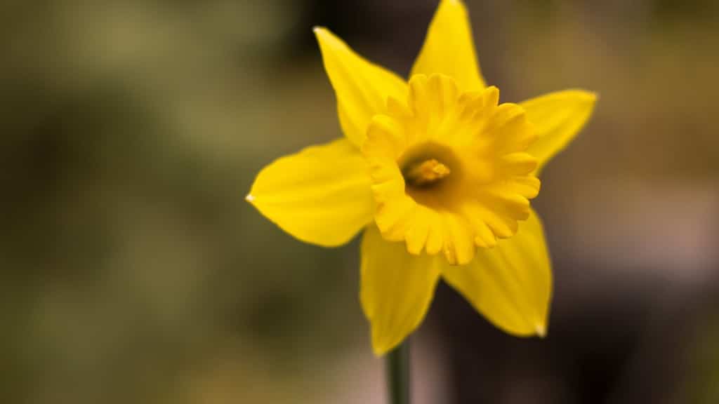 A daffodil, the symbol of the Canadian Cancer Society.