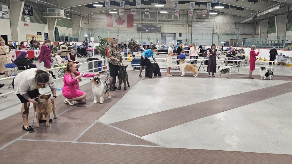The Fort St. John and District Kennel Club’s show in 2025 at the Taylor District Ice Centre (Franki Berry, Energeticcity.ca)