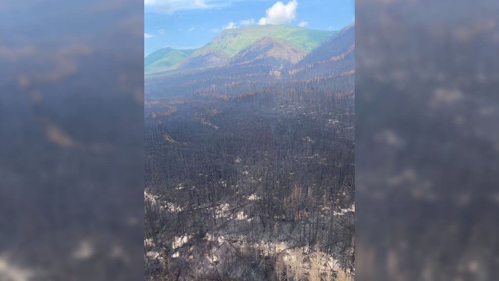 Trees burned by the Summit Lake wildfire. (BCWS)