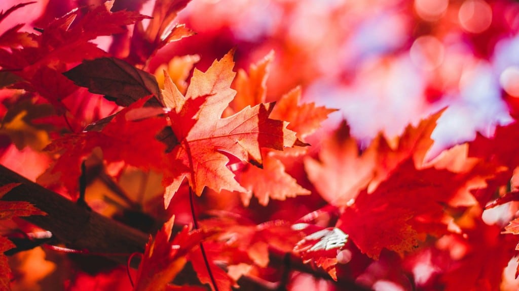Fall leaves (Jeremy Thomas/Unsplash)