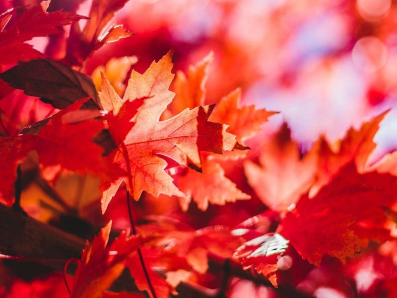 Fall leaves (Jeremy Thomas/Unsplash)
