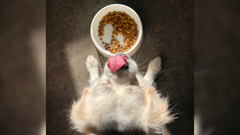Dog food has been linked to an outbreak of salmonella around Canada. (Zhaolong/Unsplash)