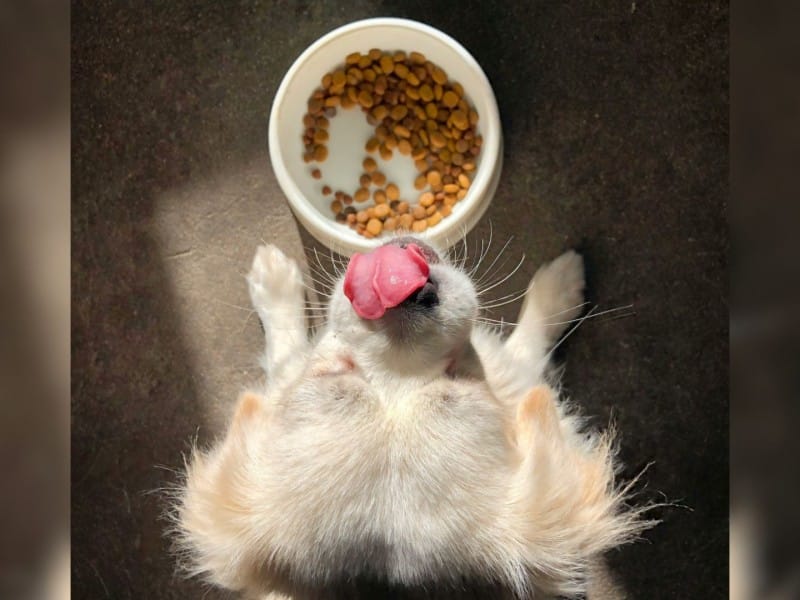 Dog food has been linked to an outbreak of salmonella around Canada. (Zhaolong/Unsplash)