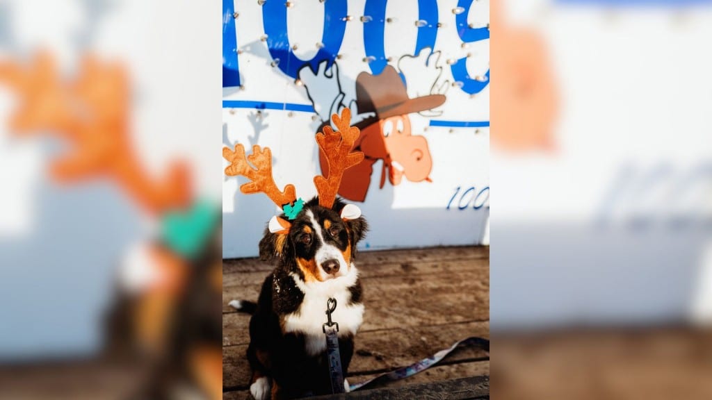 Willow the dog got in the holiday spirit for the Light a Moose 2025. (Fort St. John Hospital Foundation)