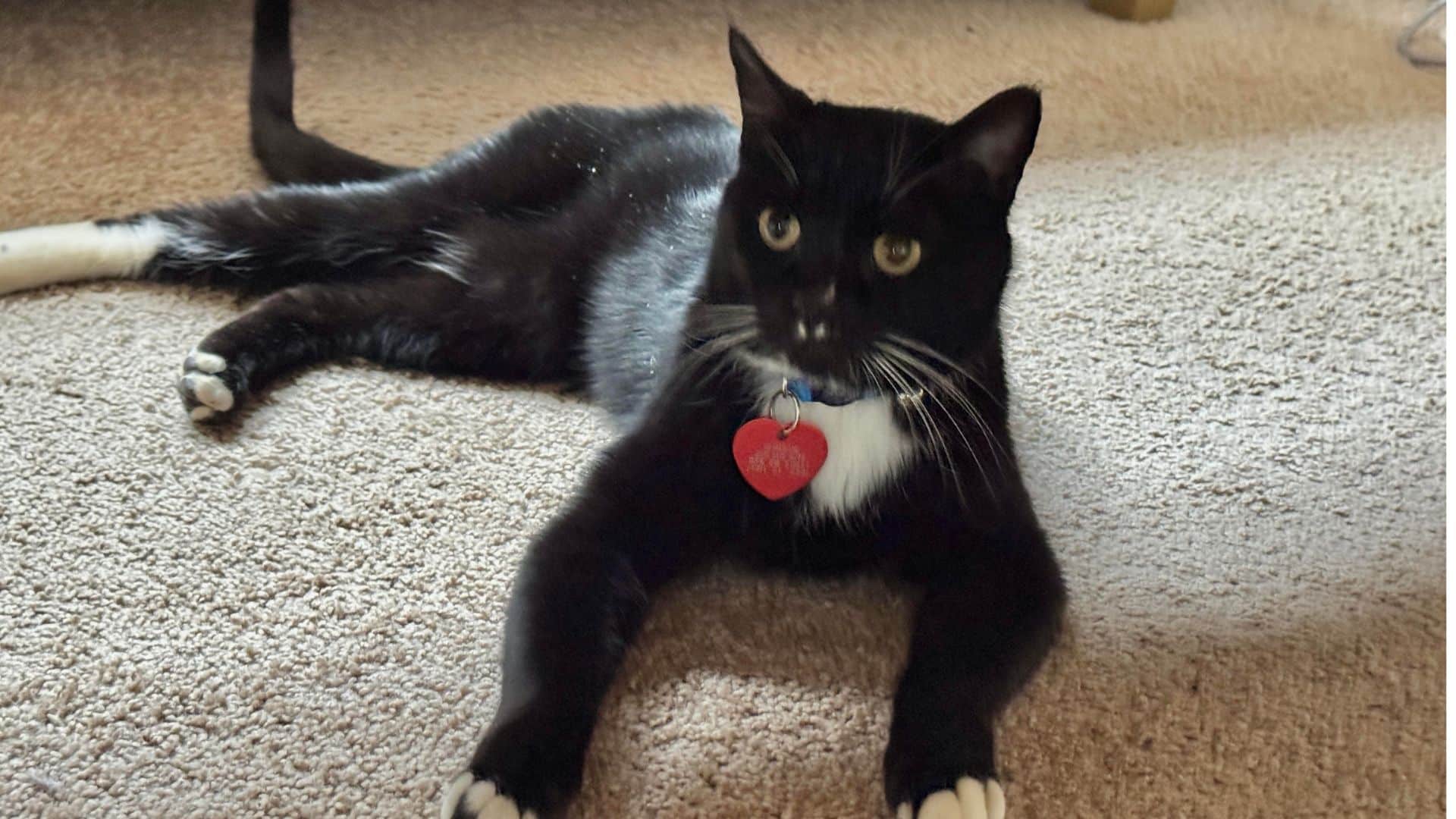Missing Shadow the cat survives 5 months near Liard Hot Springs