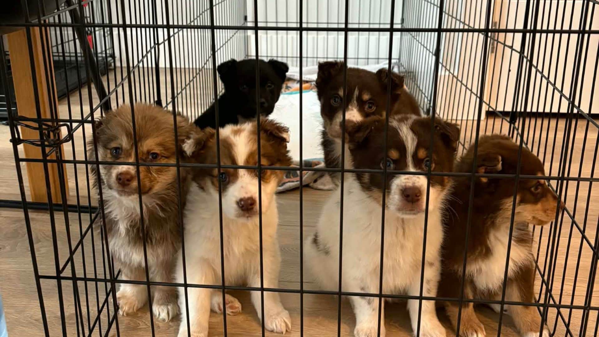 Victoria animal shelter seeks Fort St. John ‘flight angels’ to help rescues