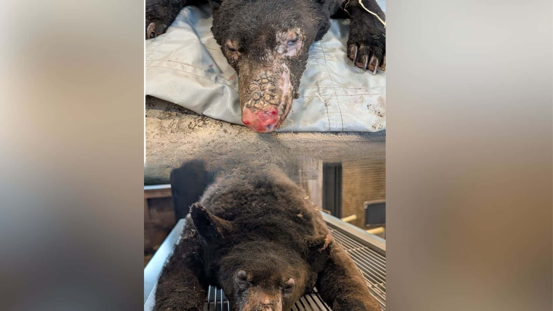 The Fur - Bearers files report over bear burned near Dawson Creek
