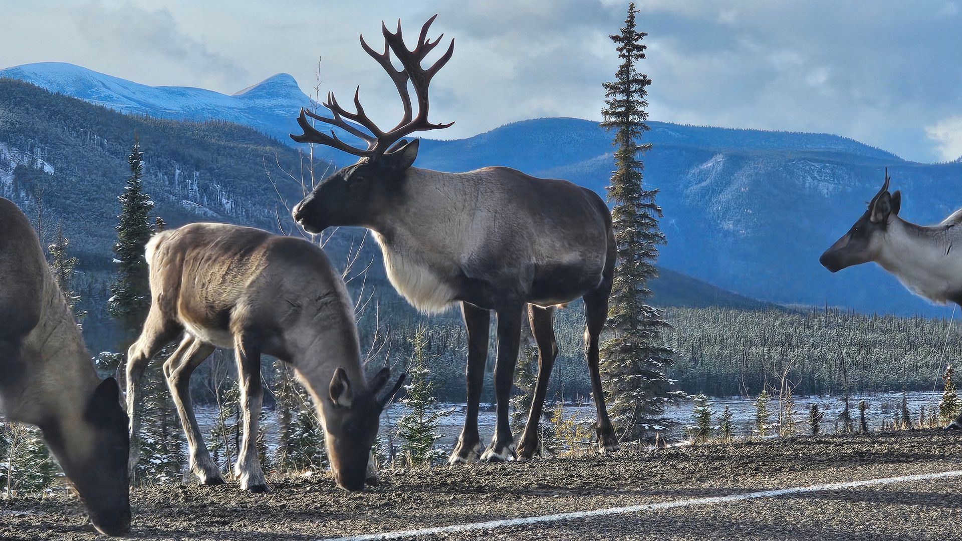 New proposals could see limited return of caribou hunting to northern B.C.
