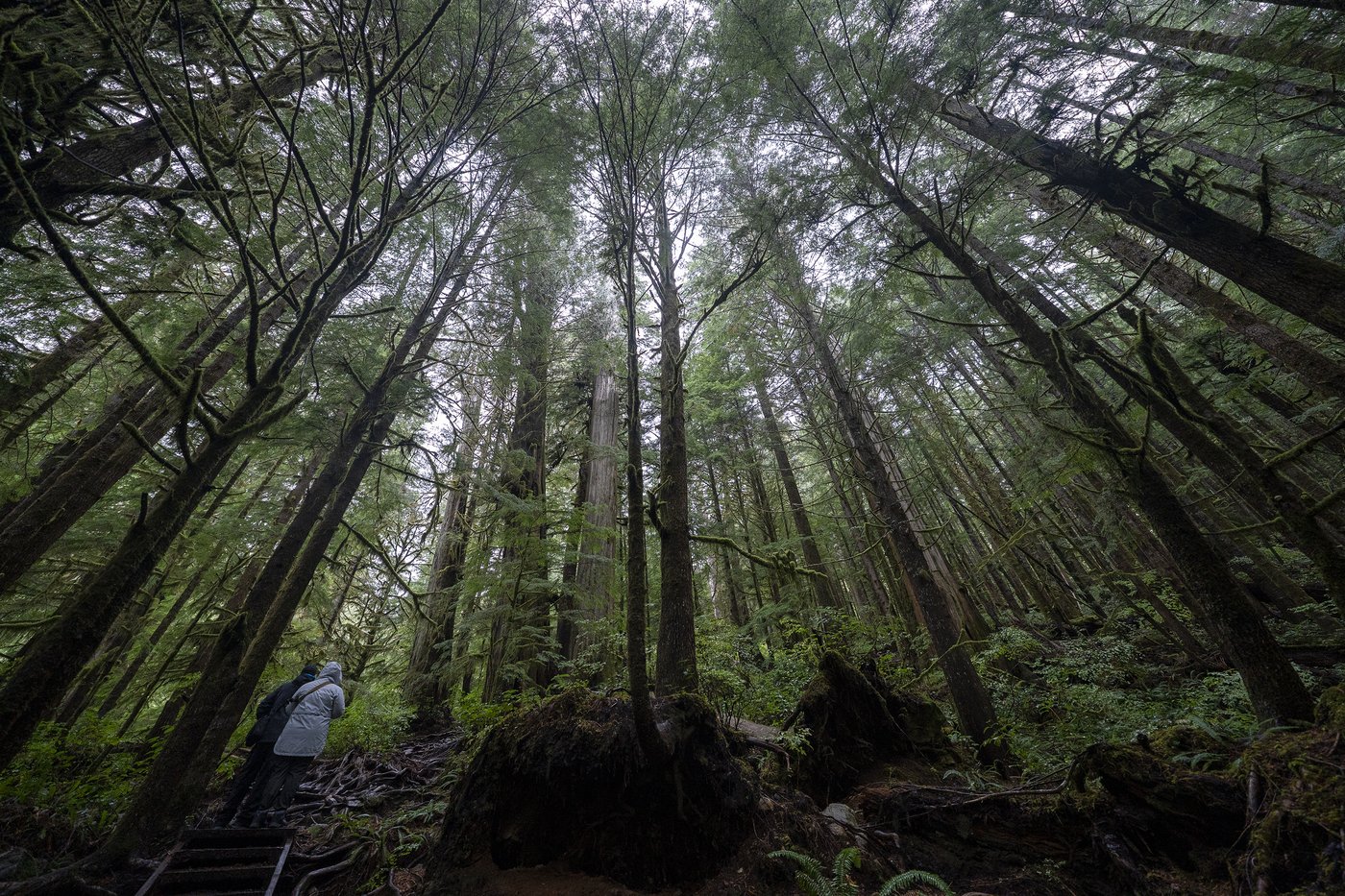 B . C . forestry review seeks overhaul , moving focus off harvest volumes
