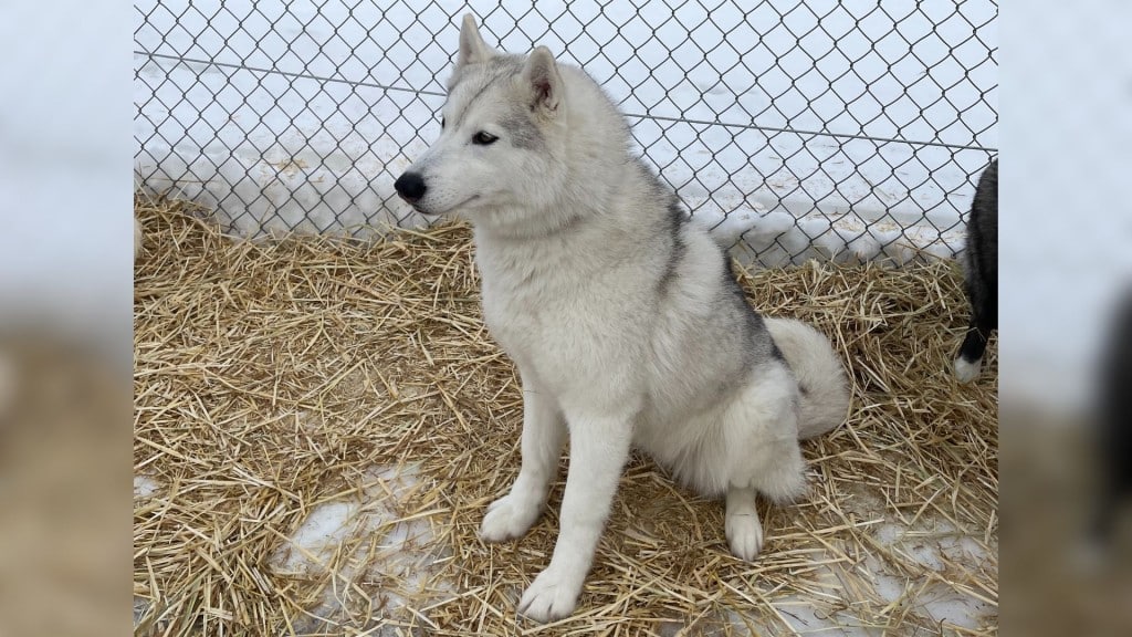 People had the opportunity to meet Snowy Dreams Siberian's huskies at the launch of Winter Fest 2026. (Areli Nuñez, Energeticcity.ca)