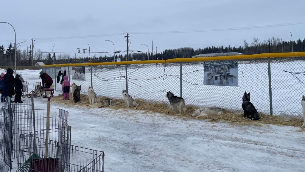 People had the opportunity to meet Snowy Dreams Siberian's huskies at the launch of Winter Fest 2026. (Areli Nuñez, Energeticcity.ca)