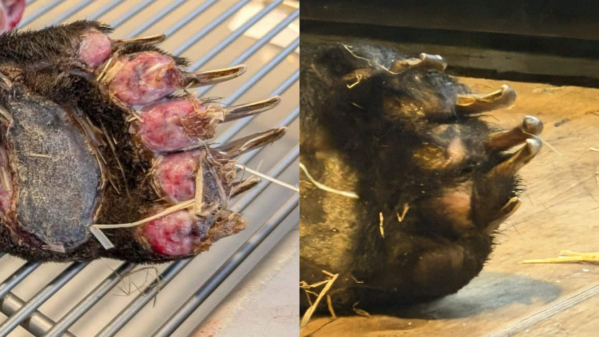 ‘Remarkable’: Society credits quick healing of bear burned near Dawson Creek to salve