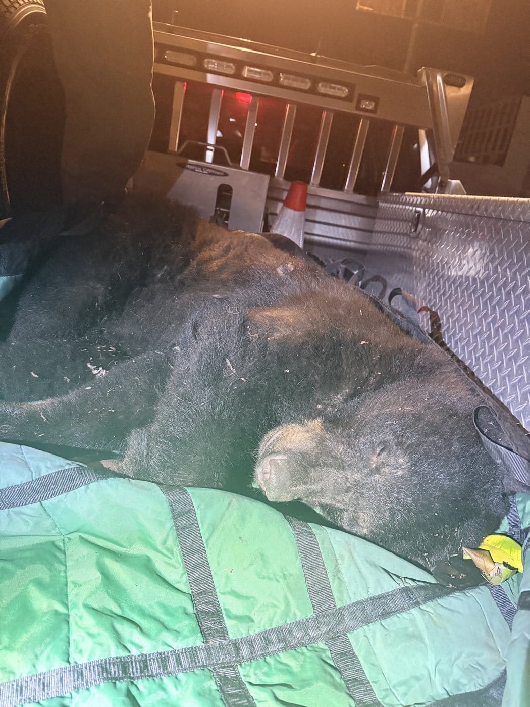 Police in Vancouver say a black bear was tranquilized, "slept it off, and was released without charges" after it was seen wandering around the city at night. An unconscious bear is shown in an undated handout photo. THE CANADIAN PRESS/Handout — Vancouver Police Department (Mandatory Credit)