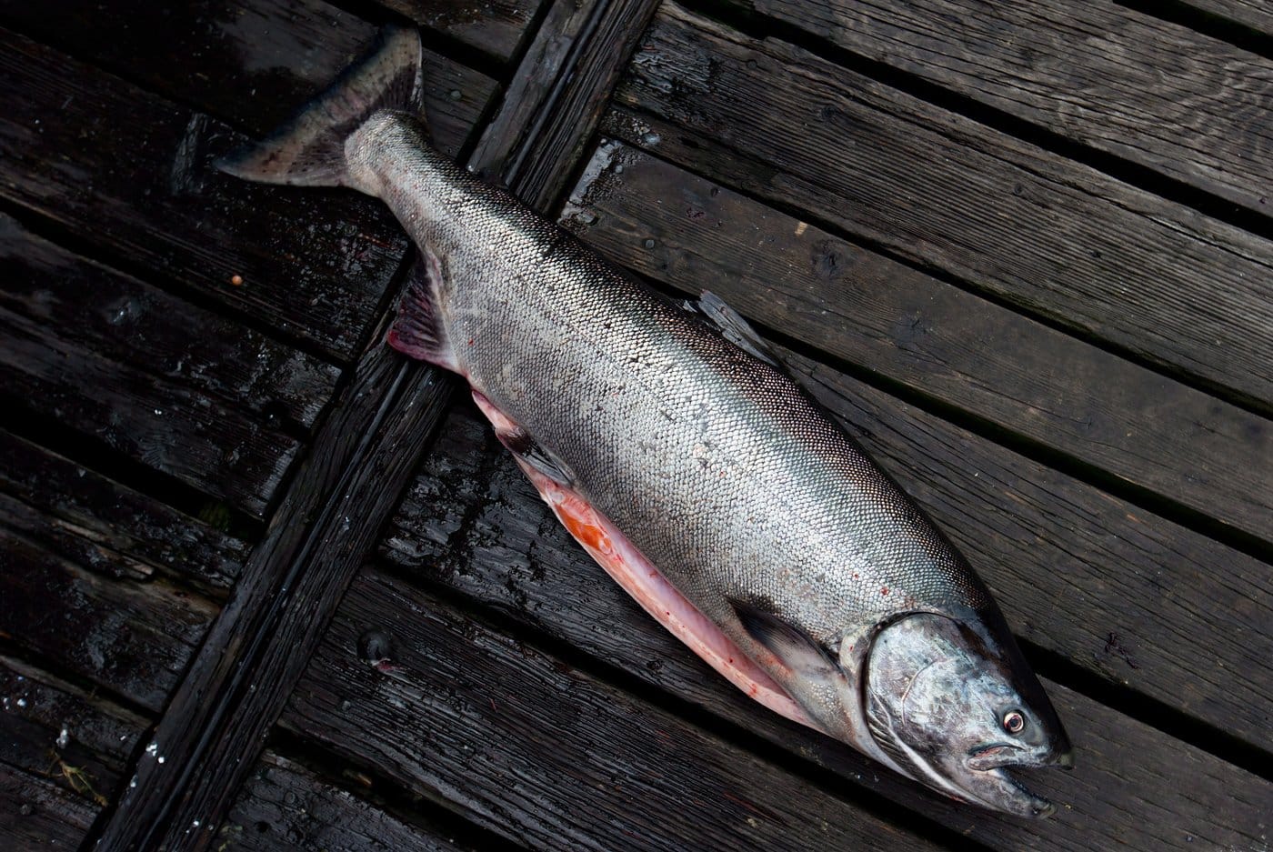A 24-pound chinook salmon is seen on the dock after a guided fishing tour operated by Bonnie Lee Charters in Vancouver, B.C., on Saturday August 18, 2012. THE CANADIAN PRESS/Darryl Dyck