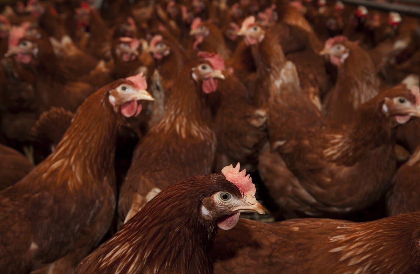 Free range chickens are seen in Abbotsford, B.C. Monday, March 28, 2011. THE CANADIAN PRESS/Jonathan Hayward