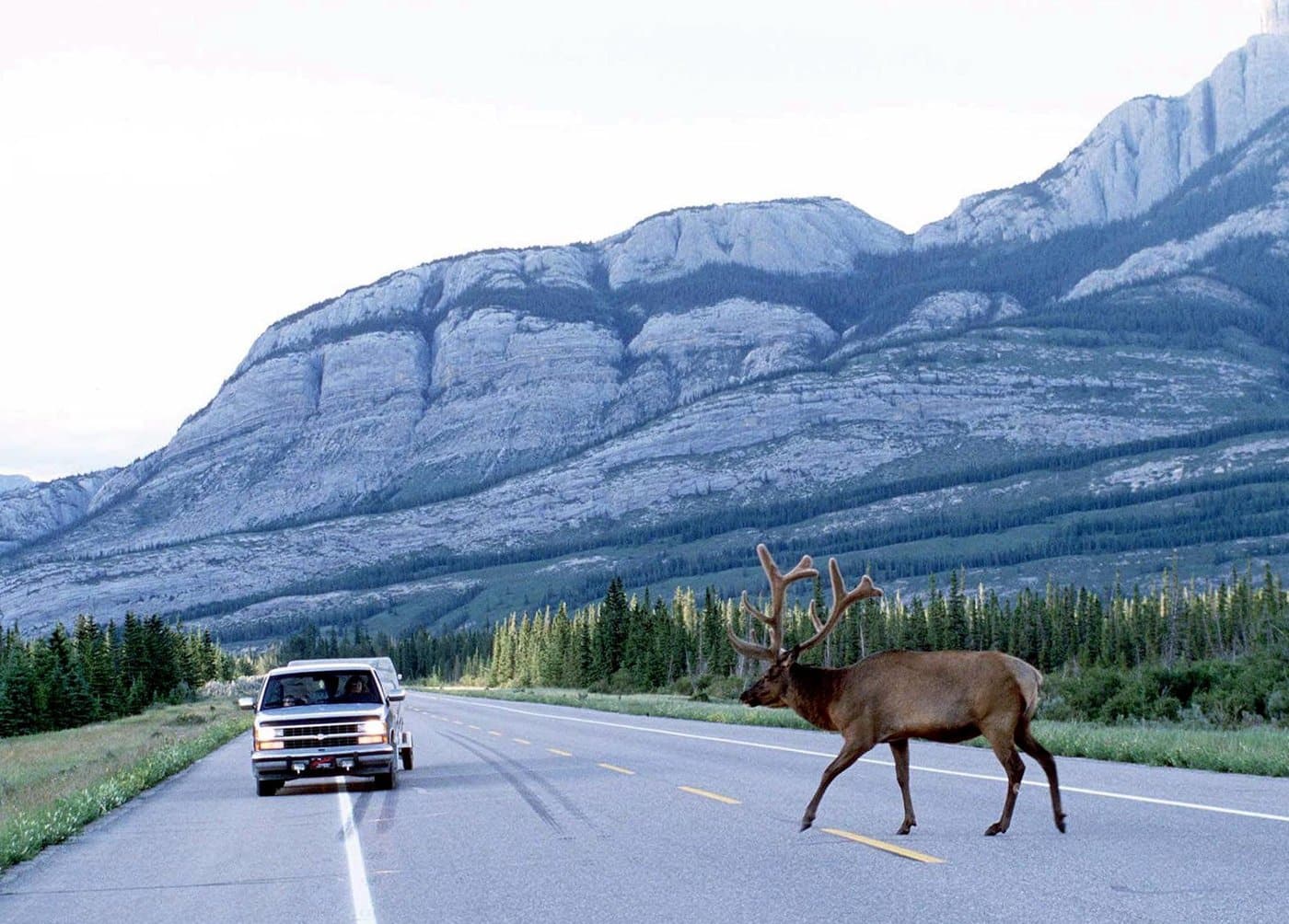 An elk crosses in front of a vehicle on a road that runs through Jasper National Park in Alberta in June 1998. (CP PHOTO) 1999 (AP/Karen Schwartz)