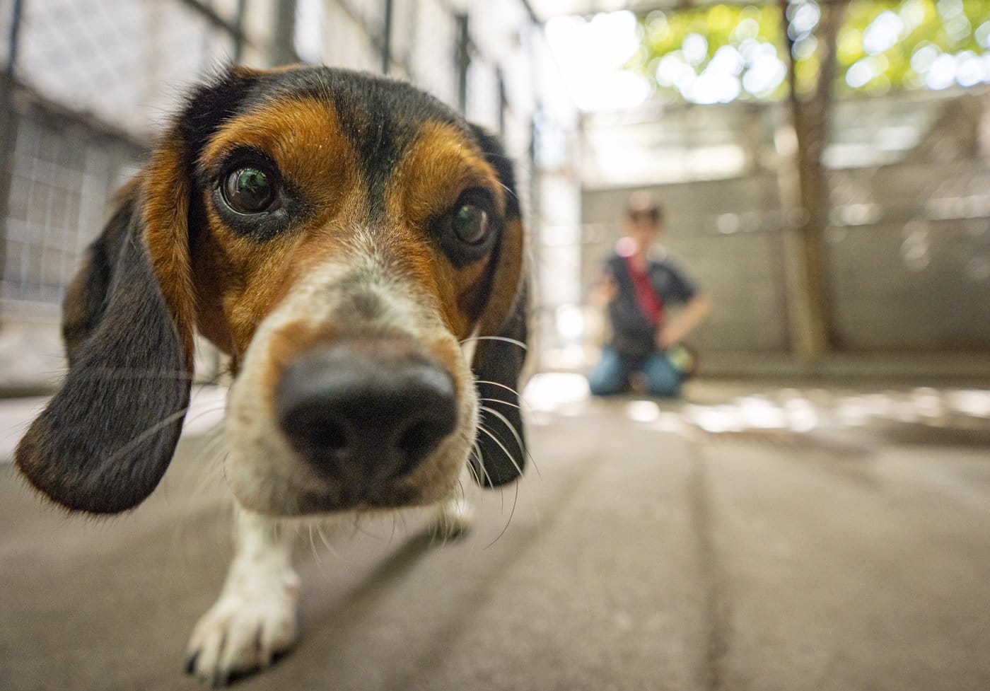 Three-year old Rocky, who was available for adoption, finishes play time with Pascale Thibaudeau, an employee at the Society for the Prevention of Cruelty to Animals (SPCA) in Montreal, Que., on Friday, June 27, 2025. THE CANADIAN PRESS/Christinne Muschi