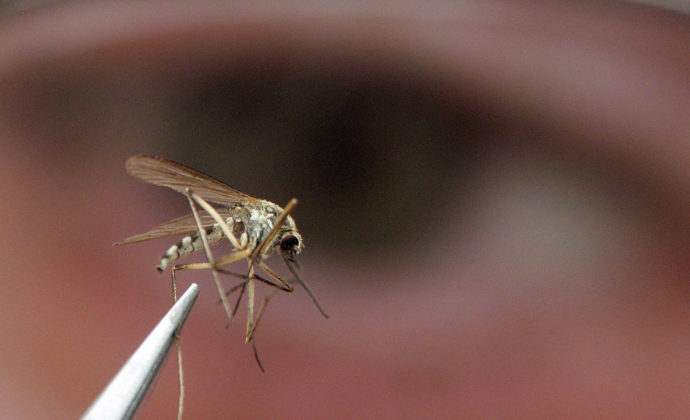 A mosquito is shown in a laboratory in Strathroy, Ont., on May 10, 2007. THE CANADIAN PRESS/Dave Chidley