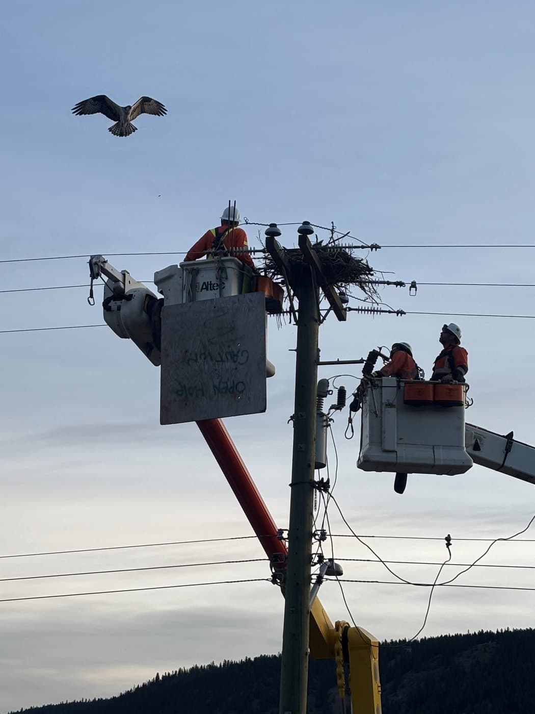 B.C. Hydro crews work to remove an Osprey nest seen in this undated photo. B.C. Hydro says that the bird's choice of nesting on a power pole poses significant dangers to the animals and can cause power outages. THE CANADIAN PRESS/Handout -  BC Hydro (Mandatory Credit)