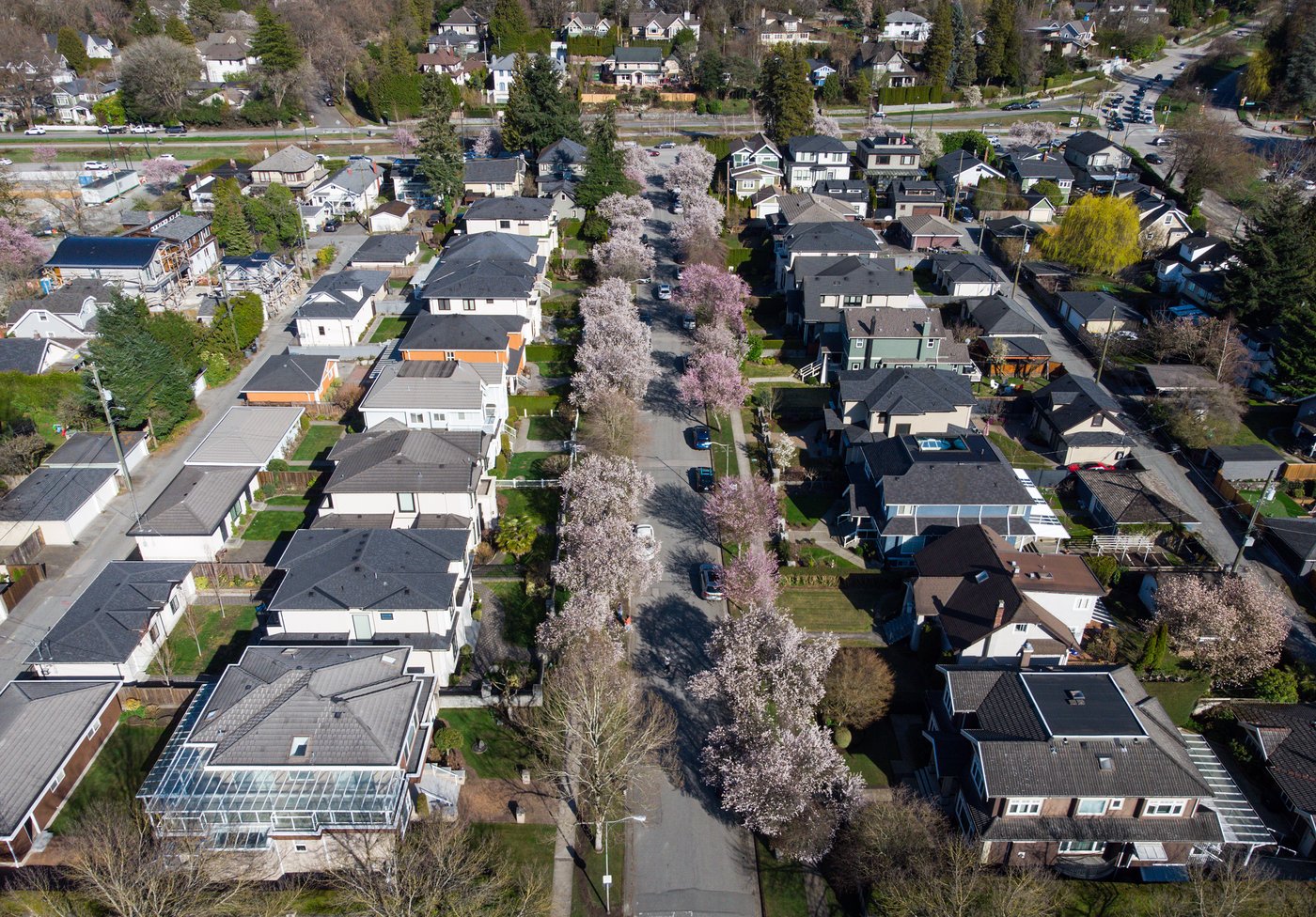 Cherry blossom trees line a residential street in Vancouver, on Tuesday, April 4, 2023. THE CANADIAN PRESS/Darryl Dyck