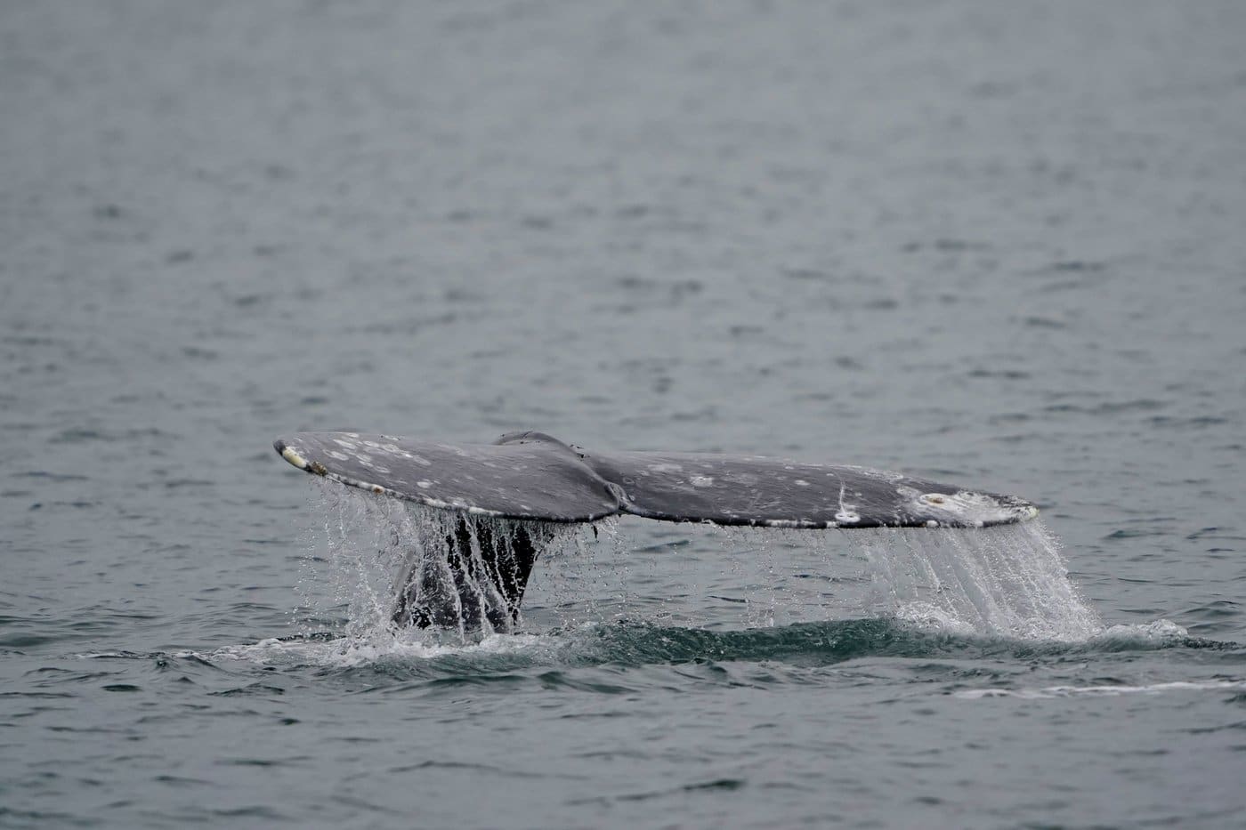 A grey whale dives near Whidbey Island as seen from a Pacific Whale Watch Association vessel, May 4, 2022, in Washington state. (AP Photo/Ted S. Warren, File)