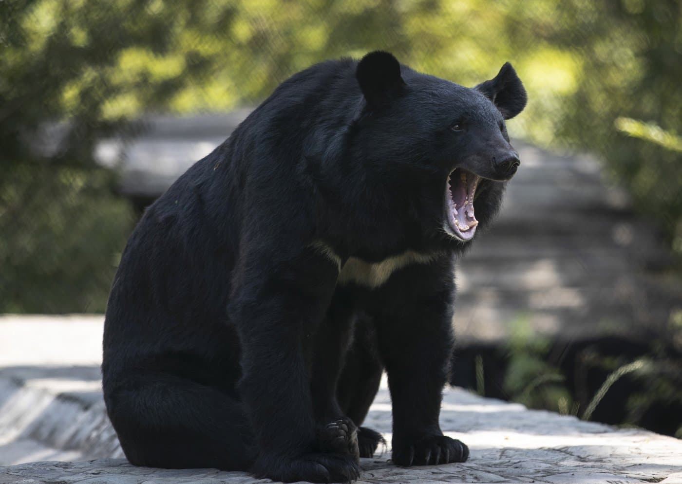 A black bear yawns at its enclosure at the Dachigam National Park on the outskirts of Srinagar, Indian controlled Kashmir, Saturday, Sept. 12, 2020. THE CANADIAN PRESS/AP/Mukhtar Khan