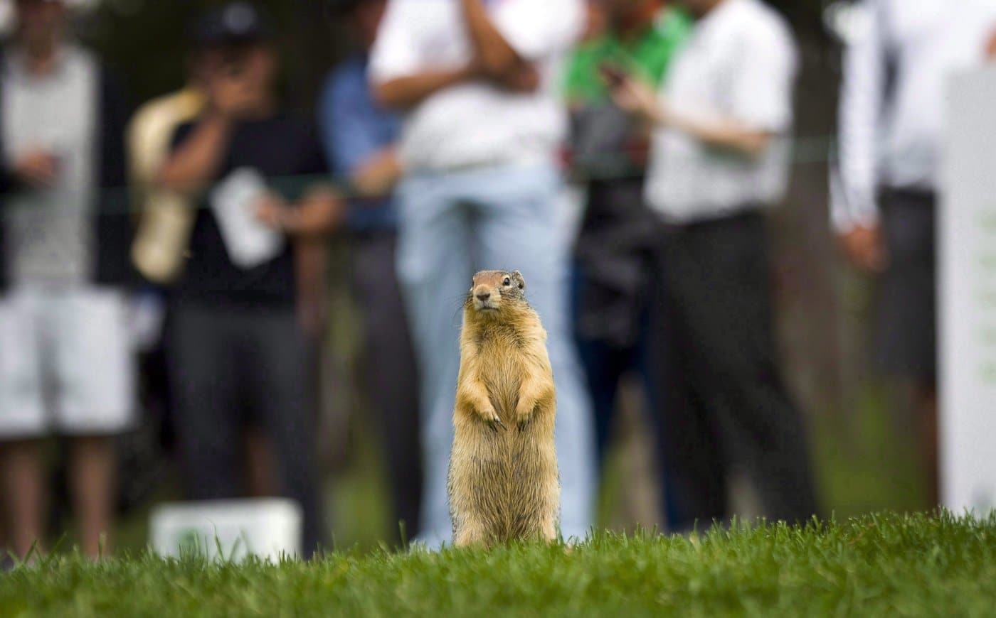 A Richardson's ground squirrel takes in the golf action at a golf course in Banff, Alta., on July 25, 2011. Strychnine has been temporarily allowed for farmers in Alberta and Saskatchewan to deal with the ground squirrel, commonly called gophers in Western Canada. THE CANADIAN PRESS/Jeff McIntosh