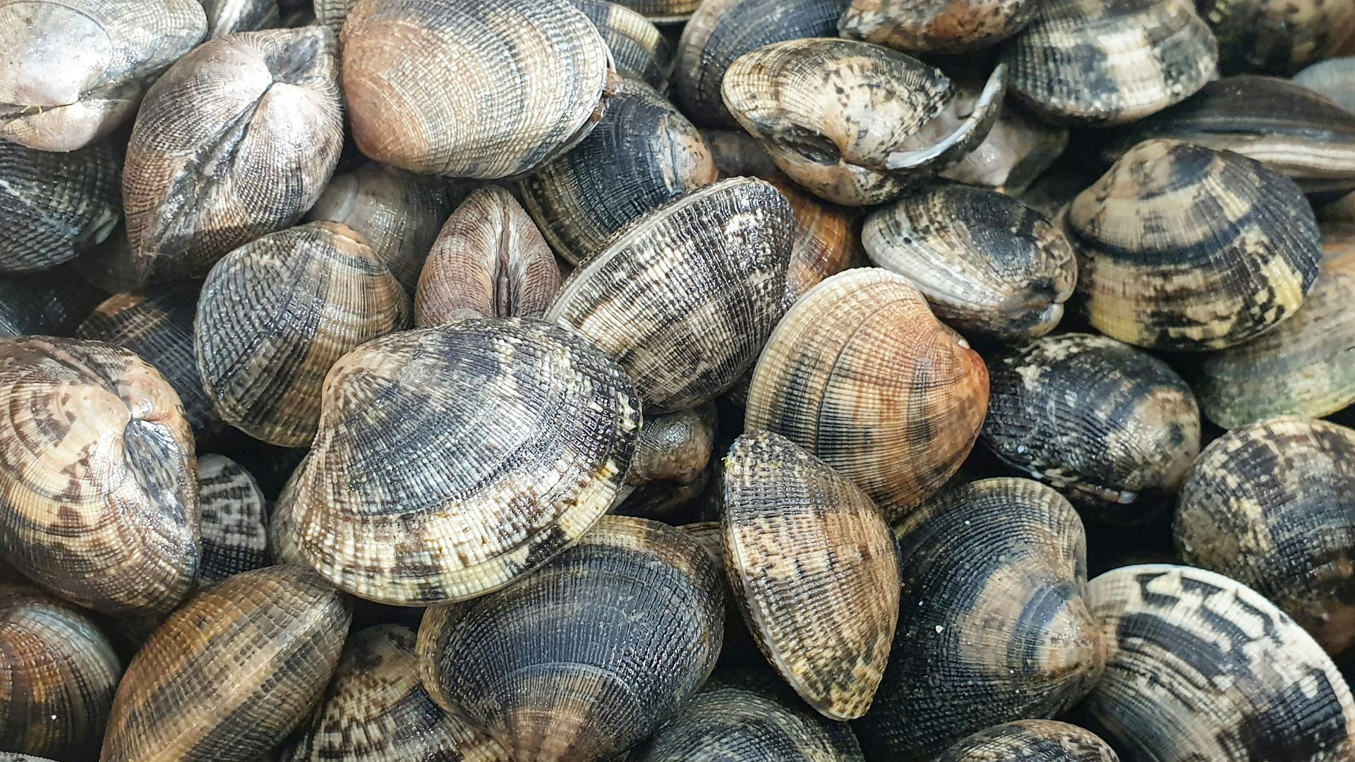 Hunted Shellfish B.C. residents warned of dangers of contaminated shellfish