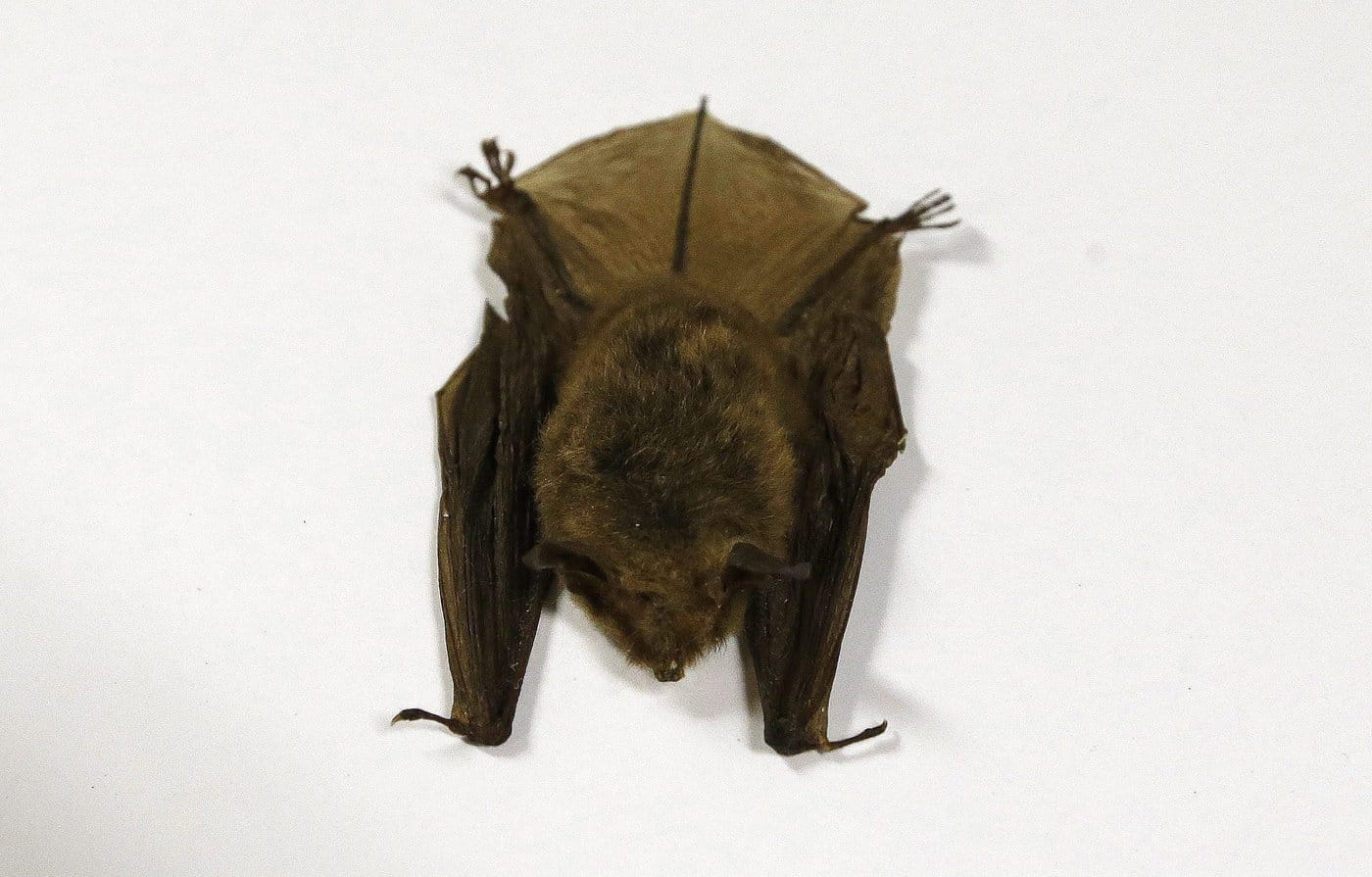 This Feb. 8, 2017 photo shows a northern long-eared bat, at the Cleveland Museum of Natural History, in Cleveland, Ohio. (AP Photo/Tony Dejak)