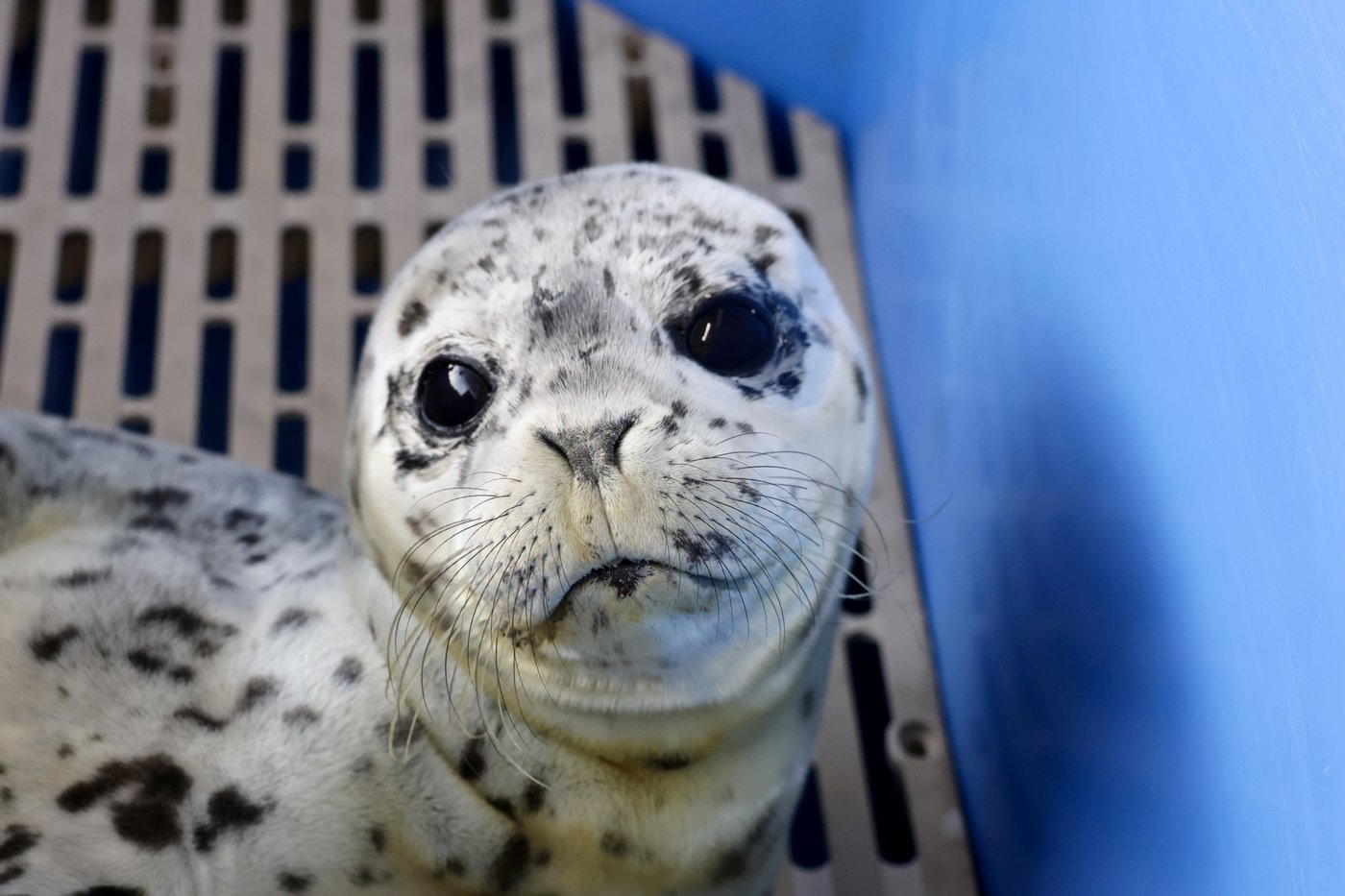 An abandoned seal pup rescued by Vancouver Police and a team of veterinary technicians on the shores of Bowen Island, on Tuesday, July 21, 2026, is shown in this handout photo. THE CANADIAN PRESS/Handout — Vancouver Police Department (Mandatory Credit)
